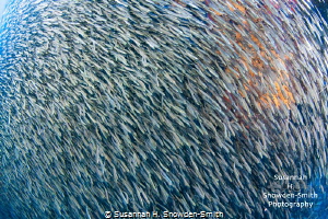 Silversides! Photo 2 of 2
Silversides race across the no... by Susannah H. Snowden-Smith 